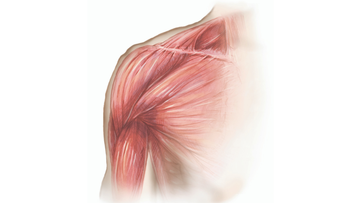 Chest Muscle Injuries: Strains and Tears of the Pectoralis Major
