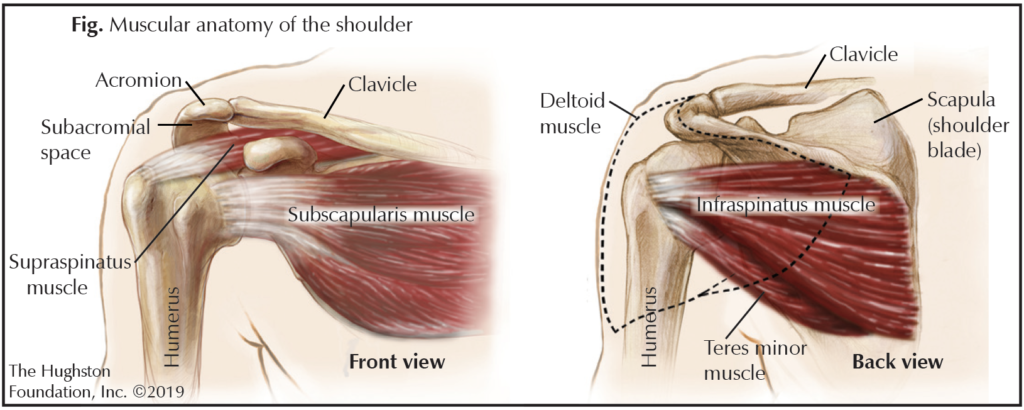 Rotator cuff muscles: Anatomy, functions, injury