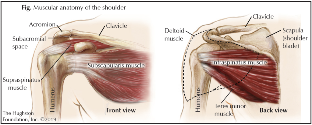 rotator cuff symptoms treatment