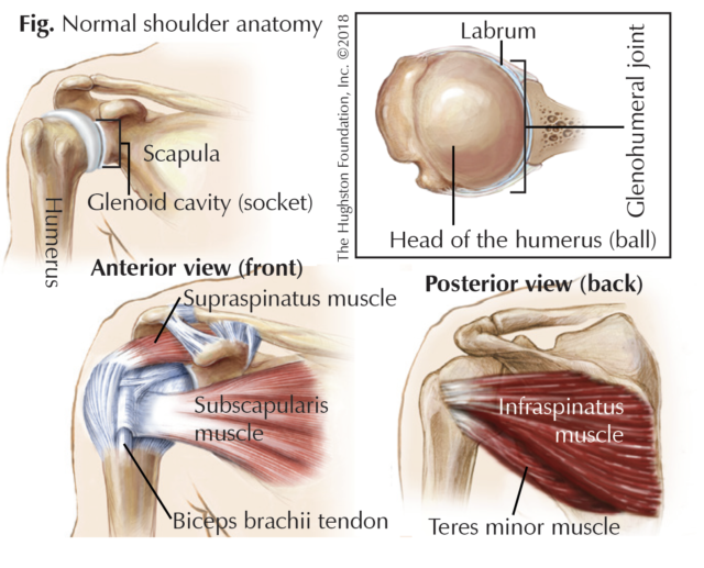 Swimmer's Shoulder: Symptoms, Causes & Treatments - Heiden Orthopedics