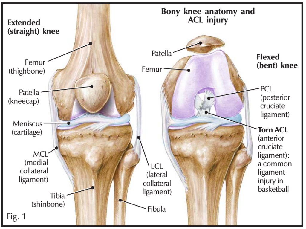 Pectoralis Major Muscle Injuries - Hughston Clinic