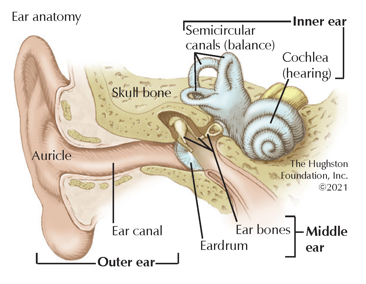 Ear Injuries in Sports and Benign Positional Vertigo - Hughston Clinic