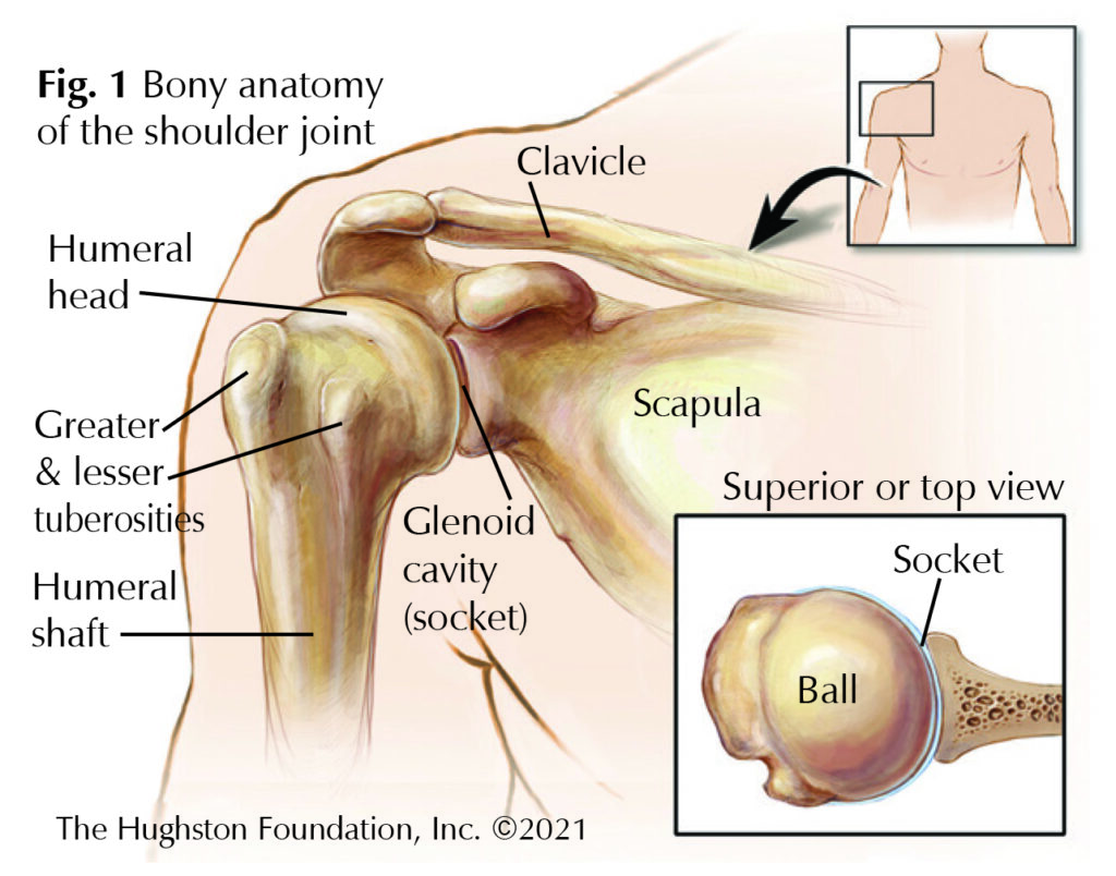 Understanding Proximal Humeral Fractures - Hughston Clinic