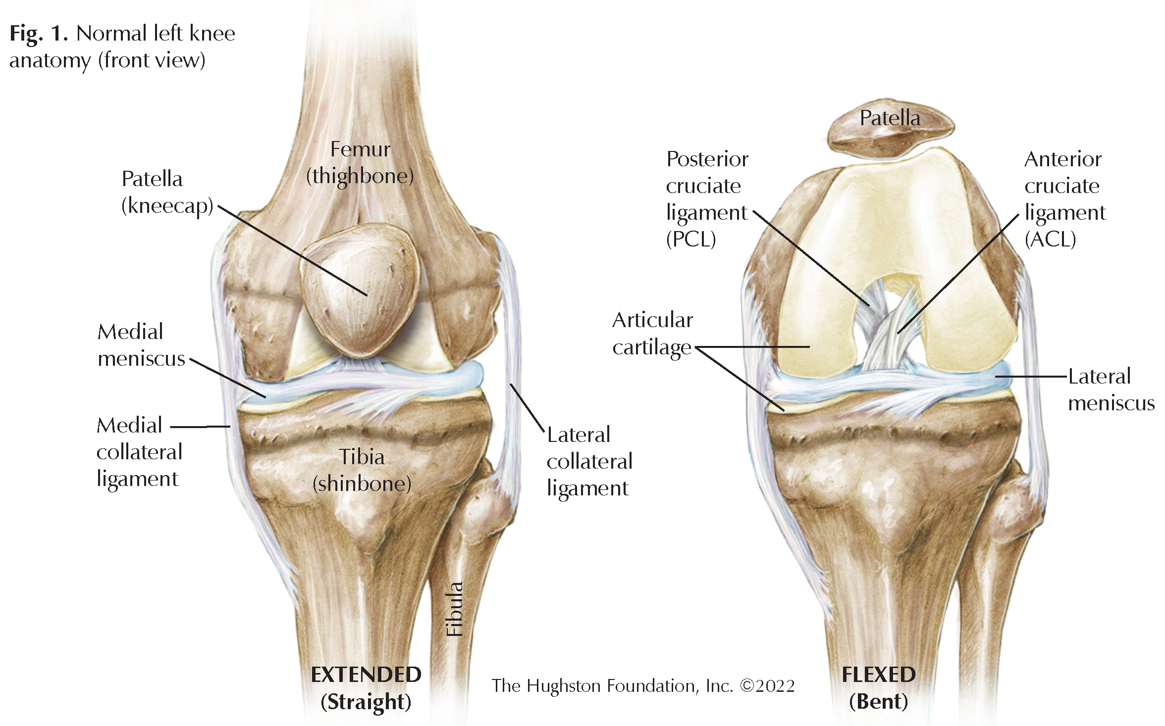 Vestibular Rehabilitation Patella Knee Anatomy